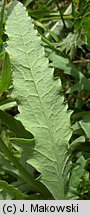 Papaver rhoeas