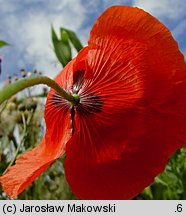 Papaver rhoeas