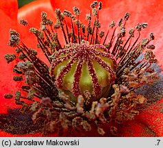 Papaver rhoeas