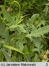 Papaver rhoeas