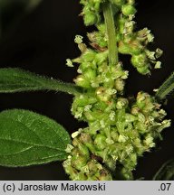 Parietaria officinalis (parietaria lekarska)