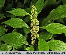 Parietaria officinalis (parietaria lekarska)