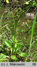 Parnassia palustris (dziewięciornik błotny)