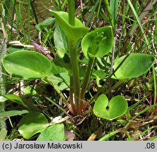 Parnassia palustris (dziewięciornik błotny)