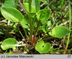 Parnassia palustris (dziewięciornik błotny)