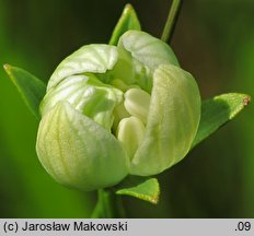 Parnassia palustris (dziewięciornik błotny)