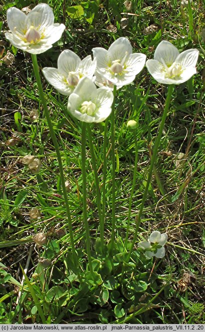 Parnassia palustris (dziewięciornik błotny)