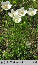 Parnassia palustris (dziewięciornik błotny)