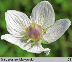 Parnassia palustris (dziewięciornik błotny)