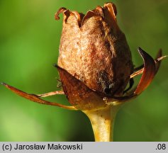 Parnassia palustris (dziewięciornik błotny)