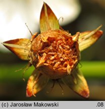 Parnassia palustris (dziewięciornik błotny)