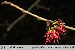 Parrotia persica (parrocja perska)