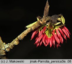 Parrotia persica (parrocja perska)