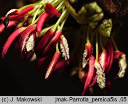 Parrotia persica (parrocja perska)