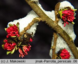 Parrotia persica (parrocja perska)