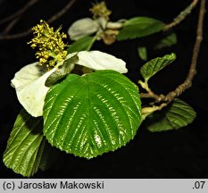 Parrotiopsis jacquemontiana (parrocjowiec Jacquemonta)