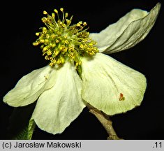 Parrotiopsis jacquemontiana (parrocjowiec Jacquemonta)