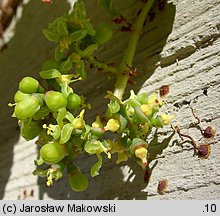 Parthenocissus tricuspidata