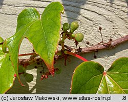 Parthenocissus tricuspidata