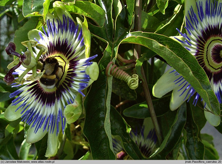 Passiflora caerulea (męczennica błękitna)