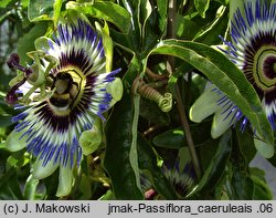 Passiflora caerulea (męczennica błękitna)