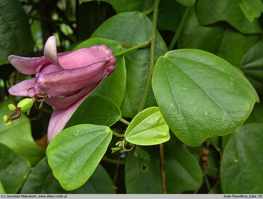 Passiflora tulae