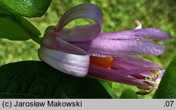 Passiflora tulae