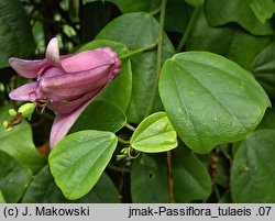 Passiflora tulae