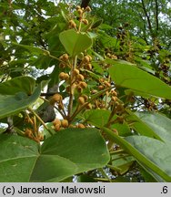 Paulownia tomentosa (paulownia cesarska)