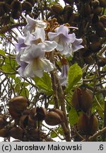 Paulownia tomentosa (paulownia cesarska)