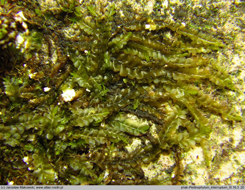 Pedinophyllum interruptum (płaszczynka przerywana)