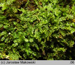 Pedinophyllum interruptum (płaszczynka przerywana)