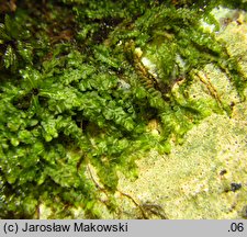 Pedinophyllum interruptum (płaszczynka przerywana)