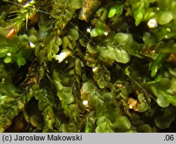 Pedinophyllum interruptum (płaszczynka przerywana)