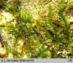 Pedinophyllum interruptum (płaszczynka przerywana)