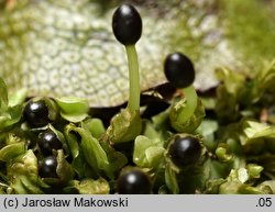 Pedinophyllum interruptum (płaszczynka przerywana)