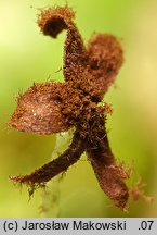 Pedinophyllum interruptum (płaszczynka przerywana)