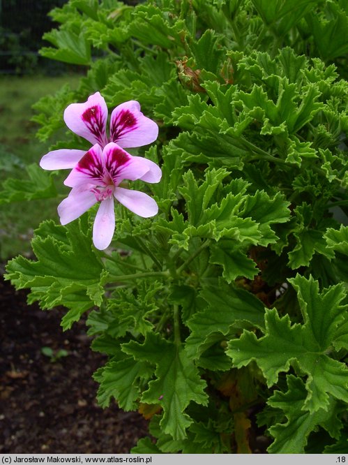 Pelargonium crispum