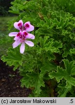 Pelargonium crispum