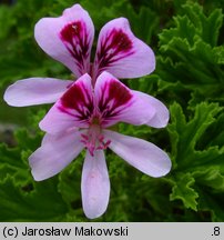 Pelargonium crispum