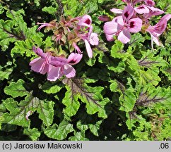 Pelargonium quercifolium (pelargonia dębolistna)