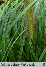 Cenchrus alopecuroides (rozplenica japońska)