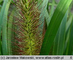 Cenchrus alopecuroides (rozplenica japońska)