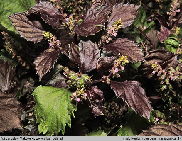 Perilla frutescens var. japonica