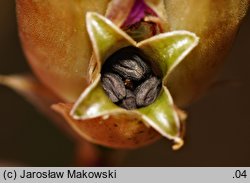 Petrorhagia prolifera (goździcznik wycięty)