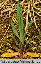 Petrorhagia prolifera (goździcznik wycięty)