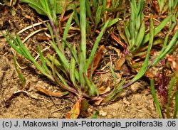 Petrorhagia prolifera (goździcznik wycięty)