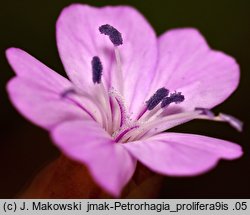 Petrorhagia prolifera (goździcznik wycięty)