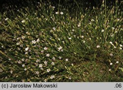 Petrorhagia saxifraga (goździcznik skalnicowy)