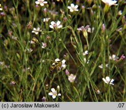 Petrorhagia saxifraga (goździcznik skalnicowy)